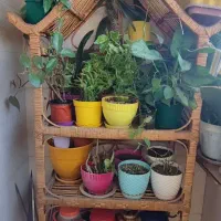 شلف حصیری|کتابخانه، شلف، قفسه‌های دیواری|رشت, کوی بیانی|دیوار