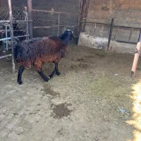 قوچ افغانی دورگ‌|حیوانات مزرعه|شیراز, اکبر آباد|دیوار