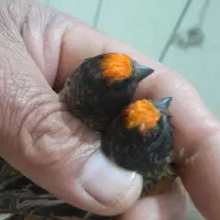 سهره‌قناری‌درخت