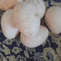 تخم بوقلمون|حیوانات مزرعه|آمل, |دیوار