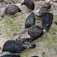 13عدد بوقلمون فروشی|حیوانات مزرعه|ورامین, ورامین|دیوار