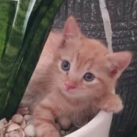 میکس اسکاتیش راشن