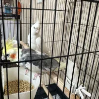 جفت عروس هلندی مولد|پرنده|پاکدشت, پاکدشت (مامازند)|دیوار