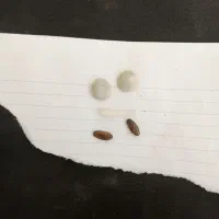 فروش سنگهای قیمتی|جواهرات|مرودشت, فاز دوم شهرک فرهنگیان|دیوار