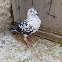 ماده سیاه|پرنده|داراب, |دیوار