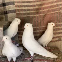 سفیدچشم زرد و سور