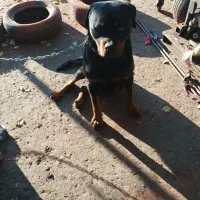 روتوایلر فوق خالص فول تربیت