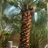 نخل تنه دار بلواری تضمینی