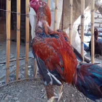 خروس لاری نژاد دار|حیوانات مزرعه|ساری, |دیوار