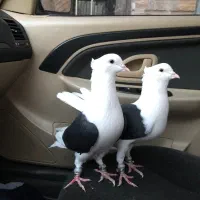 کبوتر پشت دار|پرنده|تاکستان, |دیوار