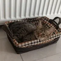 گربه واگذاری|گربه|پردیس, فاز ۸|دیوار