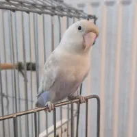 کوتوله برزیلی  سفید آبی