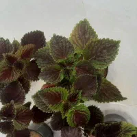 گل حسن یوسف در گراش|گل و گیاه طبیعی|گراش, |دیوار