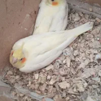 عروس هلندی جوجه|پرنده|بجنورد, |دیوار