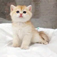 گربه بریتیش و اسکاتیش