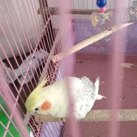 جفت عروس هلندی