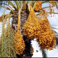 خرمای قصب درجه یک بوشهر مستقیم از باغ