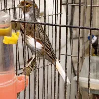 دوعددقناری نر یک دونه سره قناری نر|پرنده|اسلامشهر, صادقیه|دیوار