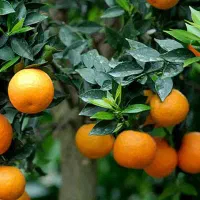 فروش یک تُن نارنج « عمده»
