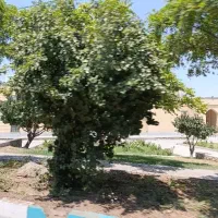 باغ انگوری به صورت مشارکتی یا نصفه ای
