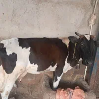 گاوماده شیری|حیوانات مزرعه|اهواز, سپیدار|دیوار