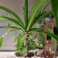 گل اشک ملکه