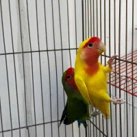 طوطی برزیلی  رام نر|پرنده|اردبیل, |دیوار