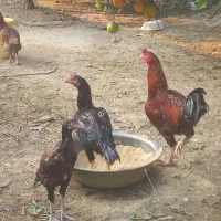 مرغ وخروس لاری|حیوانات مزرعه|بهنمیر, |دیوار