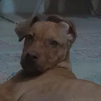 پیتبول حرفه ای|سگ|بجنورد, |دیوار