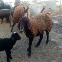 میش بره و یک عدد بره ماده