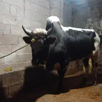 فروش ورزا|حیوانات مزرعه|فومن, |دیوار