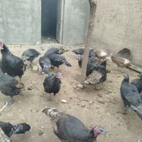 بوقلمون‌محلی‌ماده|حیوانات مزرعه|قیدار, |دیوار