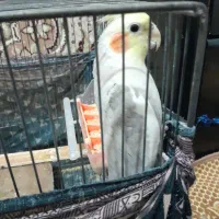 عروس هلندی و مرغ عشق