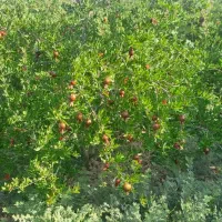 کارگر خانم جهت کار باغ