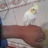 عروس هلندی|پرنده|کرباسک, |دیوار