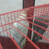 بدلیل نیاز مالی|پرنده|رامشیر, |دیوار