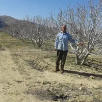 فروش نهال  انجیر اصلاح شده دیم استهبان