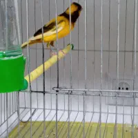 قناری های کشیده نرو ماده|پرنده|ابهر, |دیوار