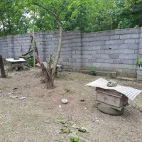 کندو زنبور عسل