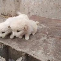 سگ پشمالو سفید