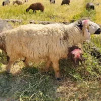 فروش یک راس کاوه قوچ