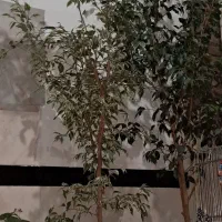 گل بنجامین سبز ابلق و ستون فقرات شیطان
