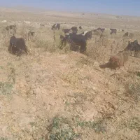 ۸۰راس بز یک دست جوان فروشی|حیوانات مزرعه|خرم بید, |دیوار