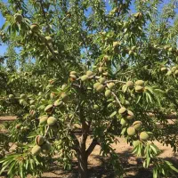 نهال بادام گردوپسته مرکزتولیدپخش آرش