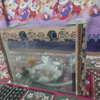 اکواریوم برافروش