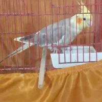 عروس هلندی