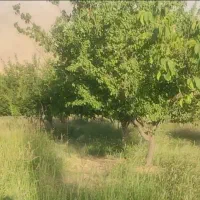 باغ فروشی آستانه
