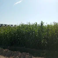 علوفه ذرت|حیوانات مزرعه|ایرانشهر, |دیوار