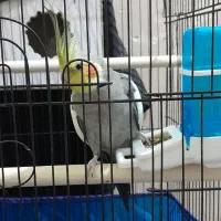 عروس هلندی نر و ماده|پرنده|خرمشهر, |دیوار