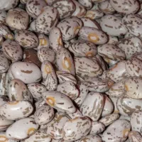 لوبیا دولتی سراب اعلا